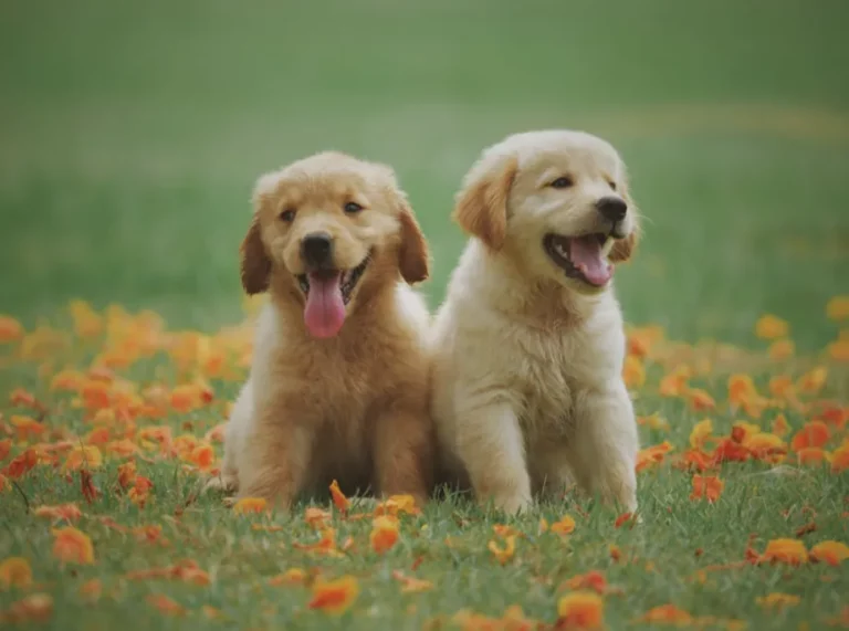 Turn Your Passion for Pets into a Thriving Franchise