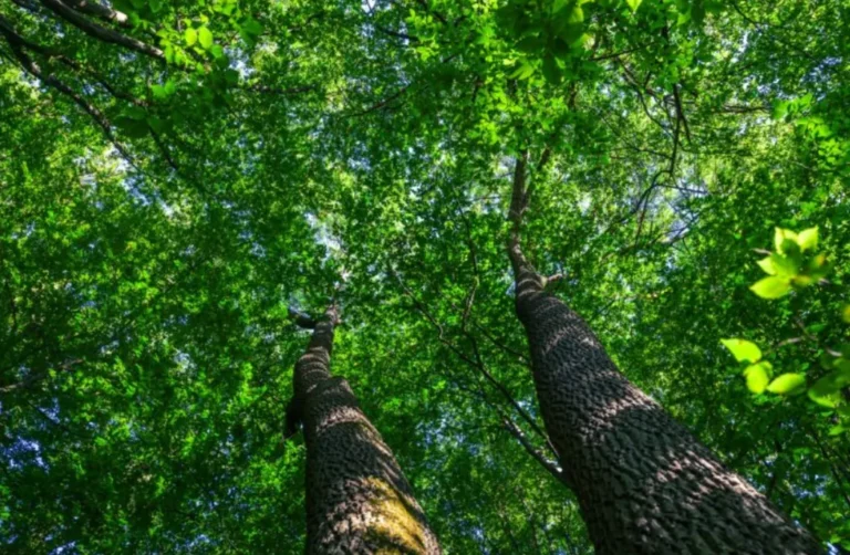 The Unsung Heroes of Urban Life Tree Maintenance and Its Impact