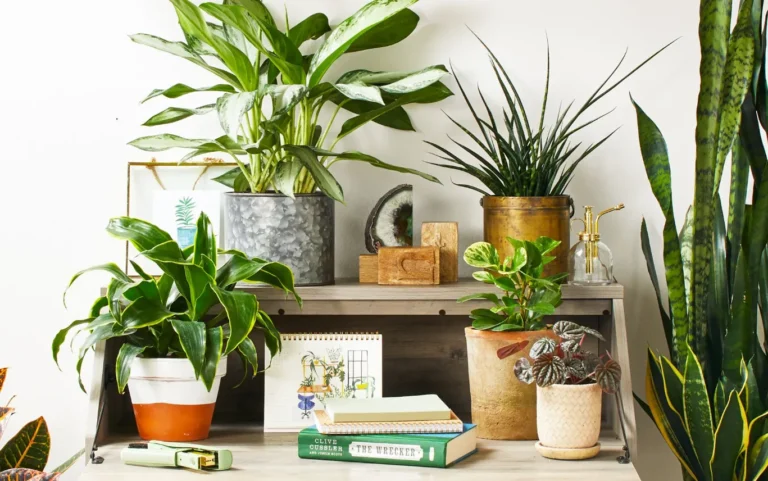 Elevate Your Urban Oasis: The Beauty of Large Lightweight Pots Elevate Your Urban Oasis The Beauty of Large Lightweight Pots